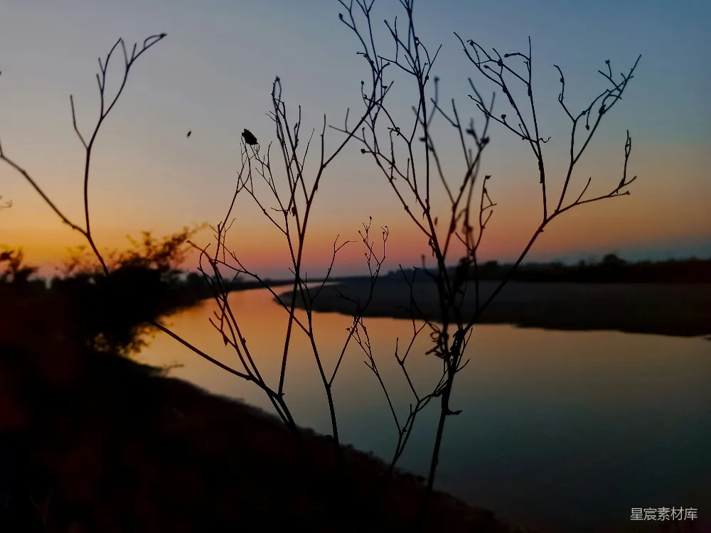 高清摄影  一棵树枝，背景是夕阳。