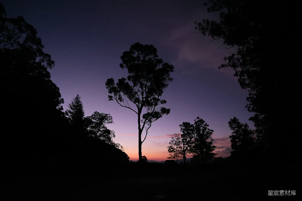高清摄影  一个夜晚的场景，树木和紫色的天空