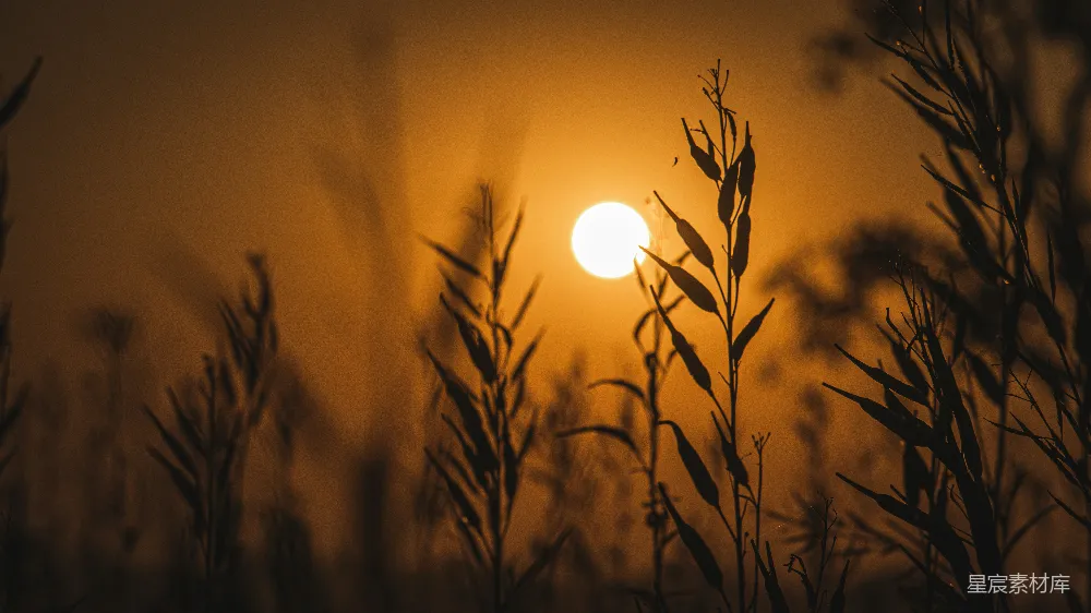 高清摄影  夕阳正在一片高草地上落下。