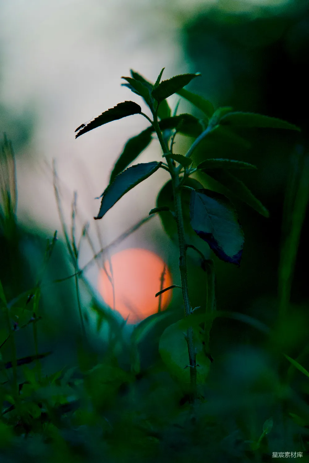高清摄影 自然 一张植物的特写，背景是夕阳。