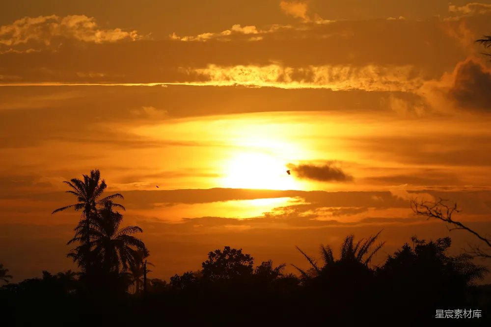高清摄影  夕阳下树木的剪影