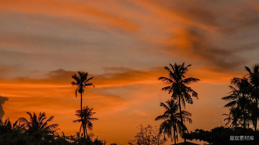 高清摄影  夕阳西下，前景是棕榈树。