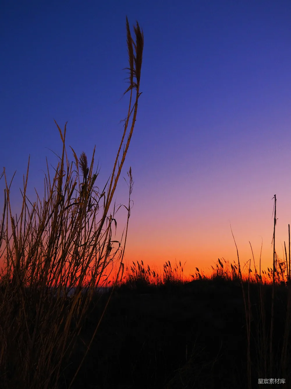 高清摄影  夕阳正落在这片高高的草地上。
