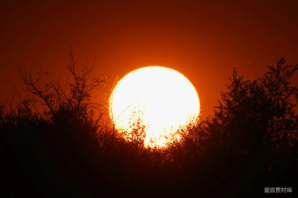 高清摄影  夕阳的余晖映照在暗色树影后。