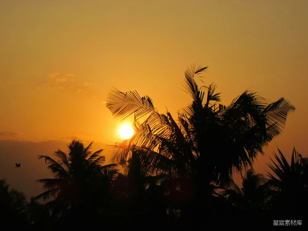 高清摄影  夕阳正在树后落下。