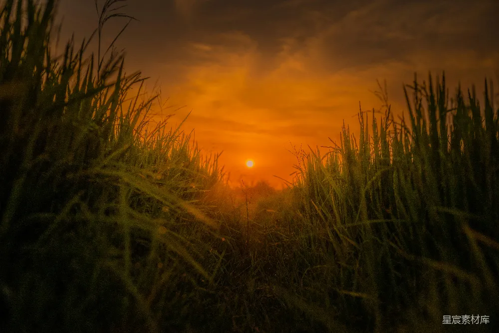 高清摄影  夕阳洒落在一片高草地上。