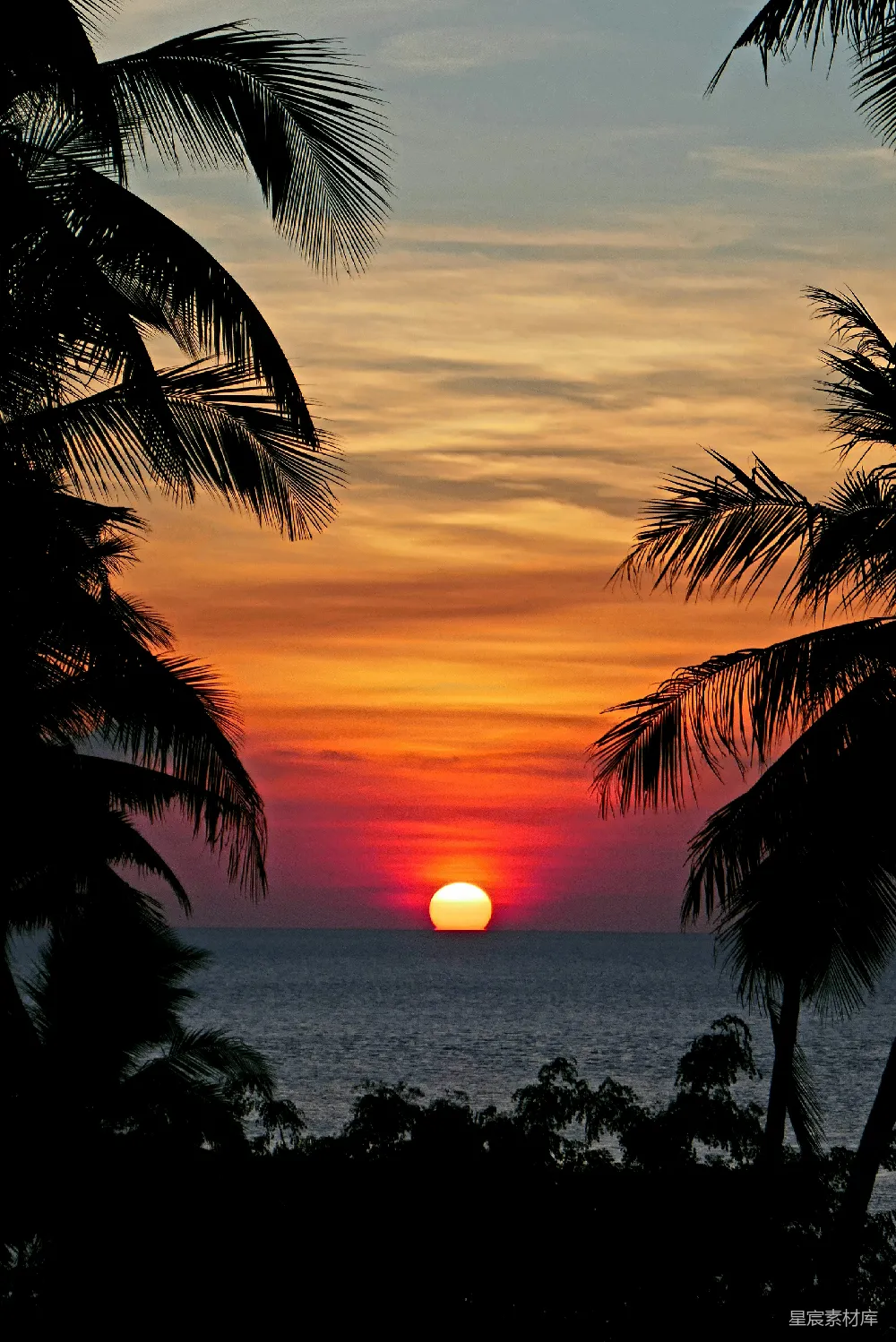 高清摄影  海景中的椰子树在日落时分