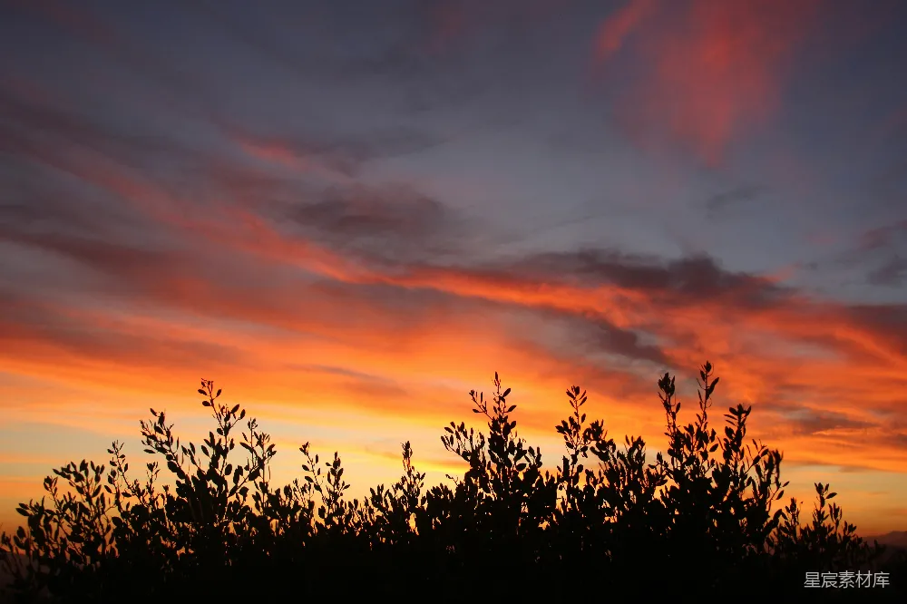 高清摄影  夕阳正照耀着远处的树林。