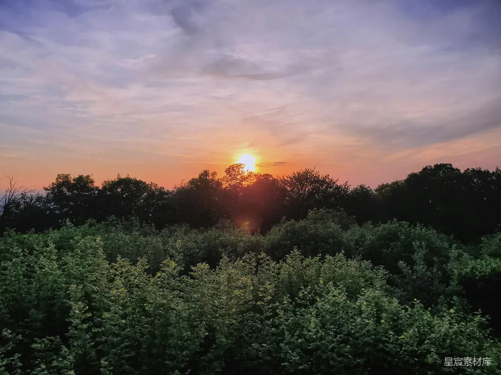 高清摄影  夕阳西下，树木在森林中投下长长的影子。