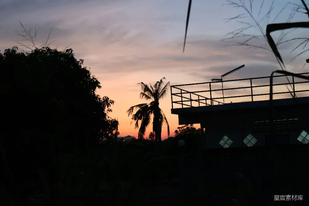 高清摄影 自然 一株棕榈树在夕阳的剪影中显得格外醒目。