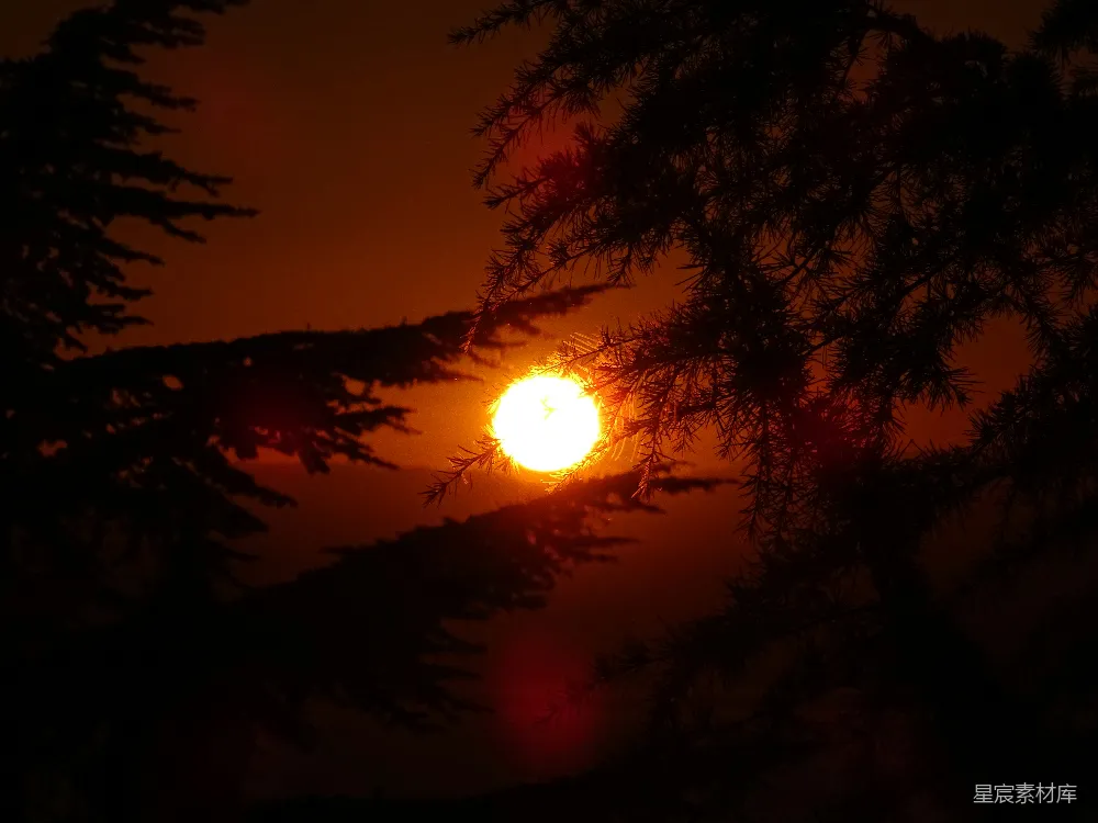 高清摄影 壁纸 自然 太阳正落在这几棵树后面。