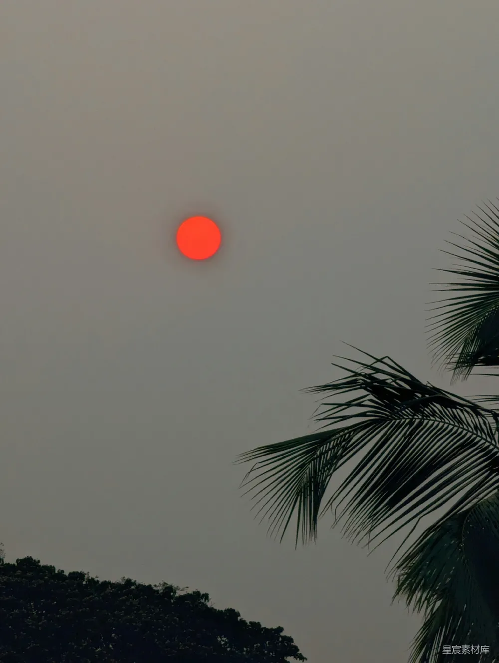 高清摄影  太阳正落在这棵棕榈树的后面