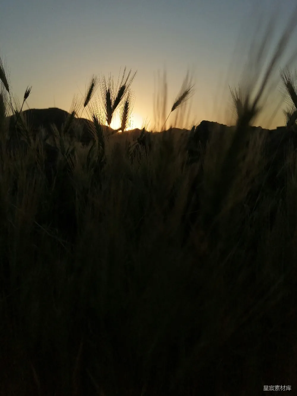 高清摄影  夕阳正在一片高草地上落下。