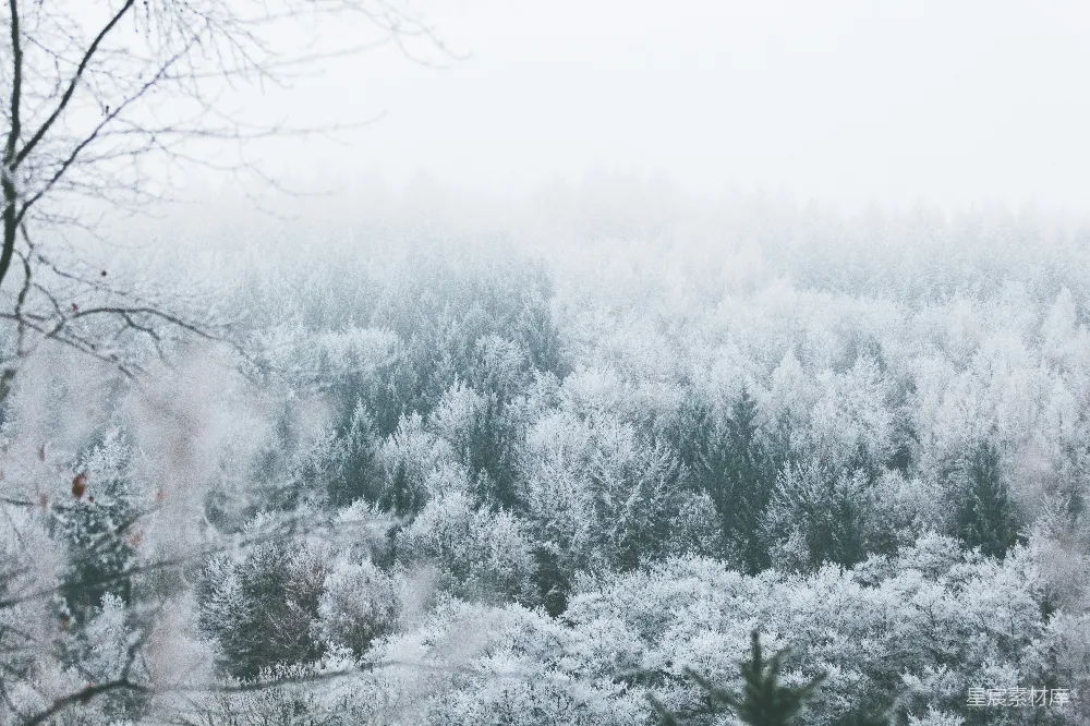 高清摄影  白天被雪覆盖的树木