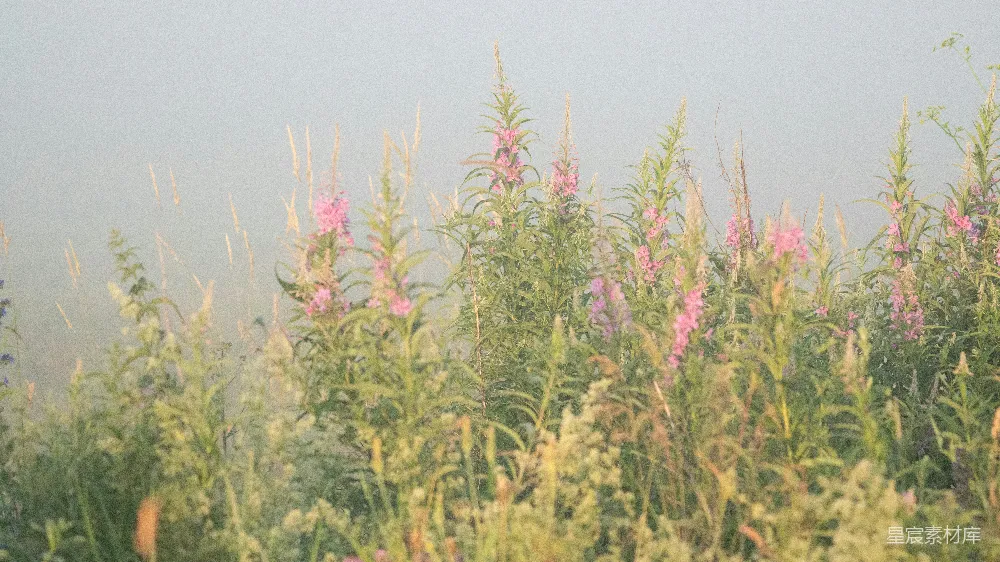 高清摄影  一只鸟飞过一片高草地上空