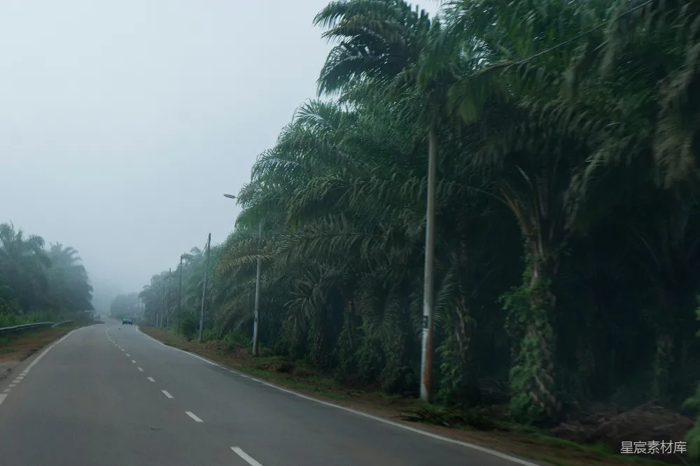 高清摄影  一条道路，两旁有棕榈树。