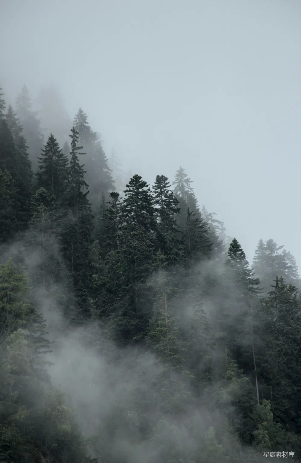 高清摄影  一座被雾笼罩的山，背景中有树木。