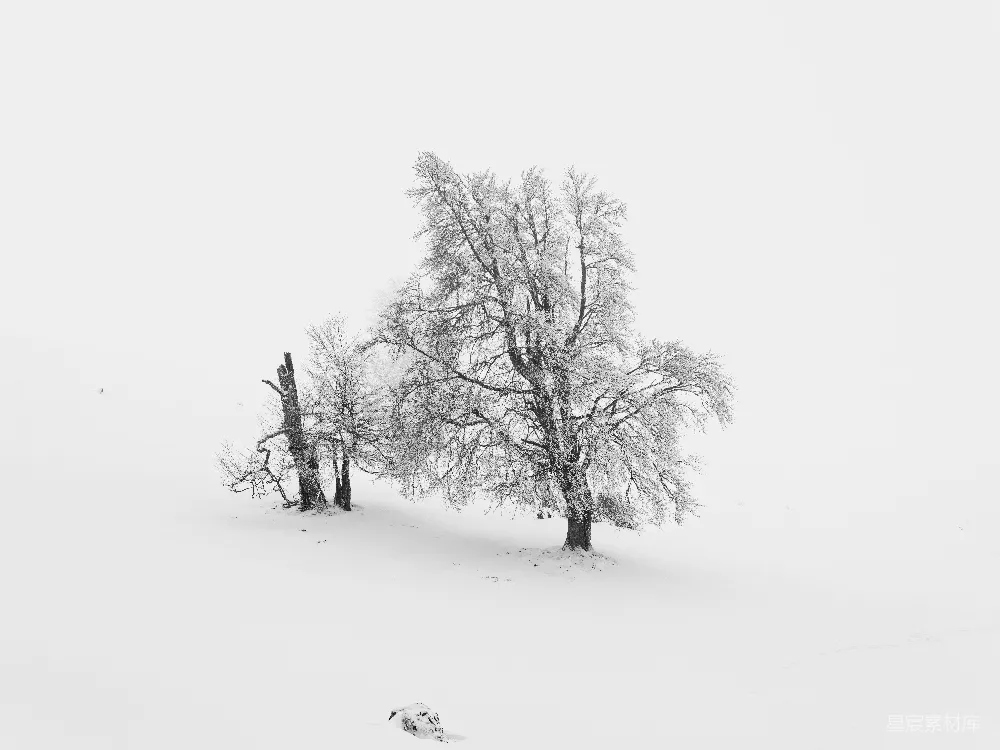 高清摄影  几棵被雪覆盖的树