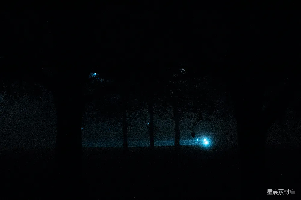 高清摄影 实验性 夜晚的一群树木