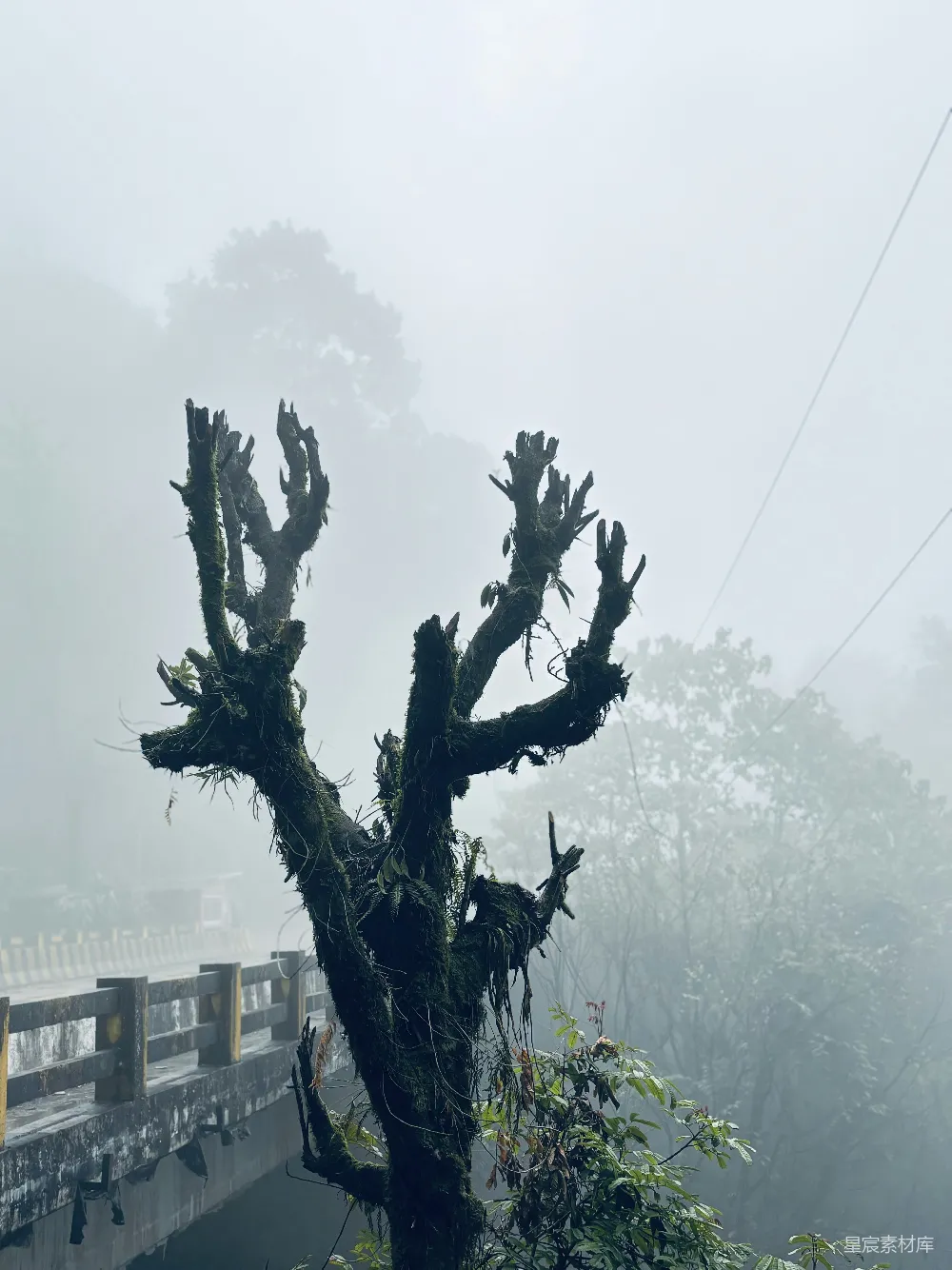 高清摄影 自然 旅行 一棵桥边的树