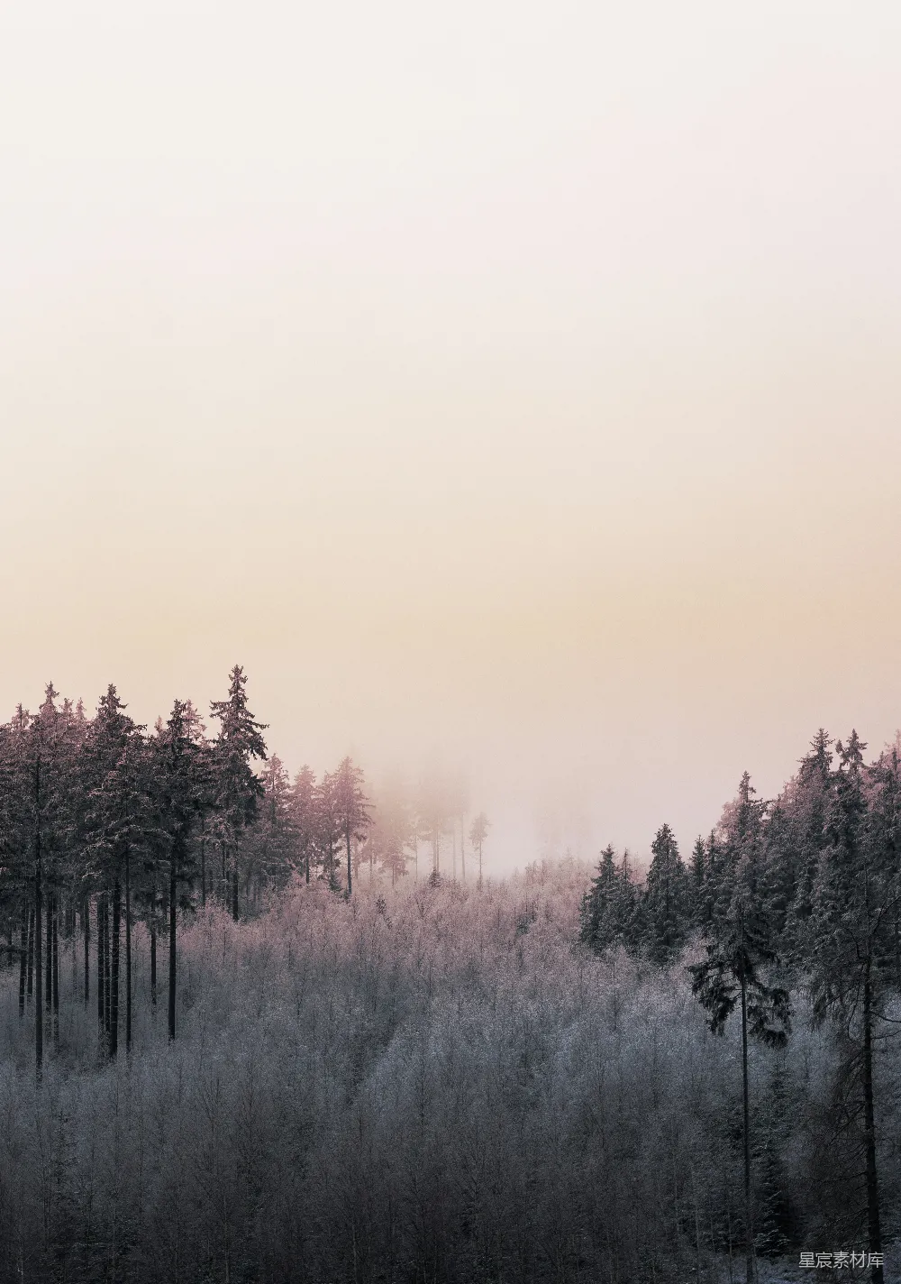 高清摄影 自然 壁纸 夕阳下，覆盖着积雪的地面上的树木