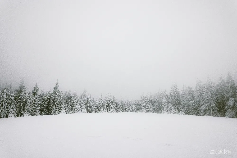 高清摄影  白天被雪覆盖的田野和树木