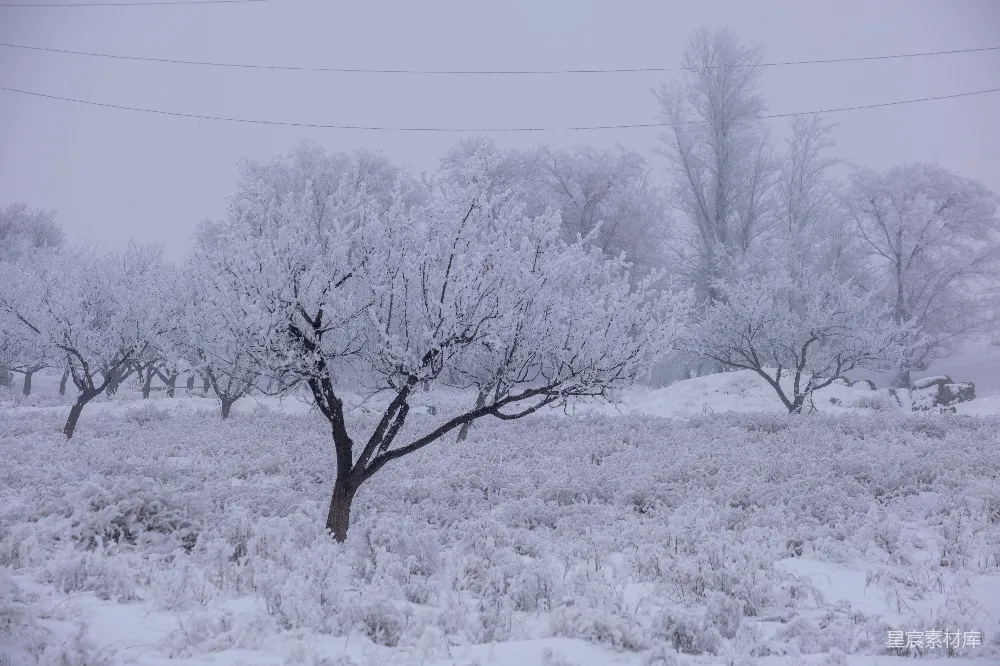高清摄影  积雪覆盖的光秃秃的树
