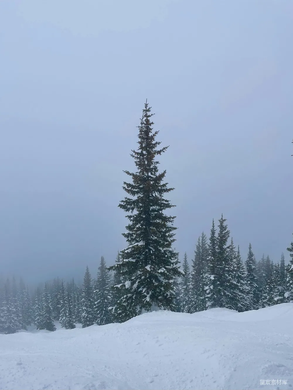 高清摄影 自然 一片覆盖着雪的田野，背景中有树木。