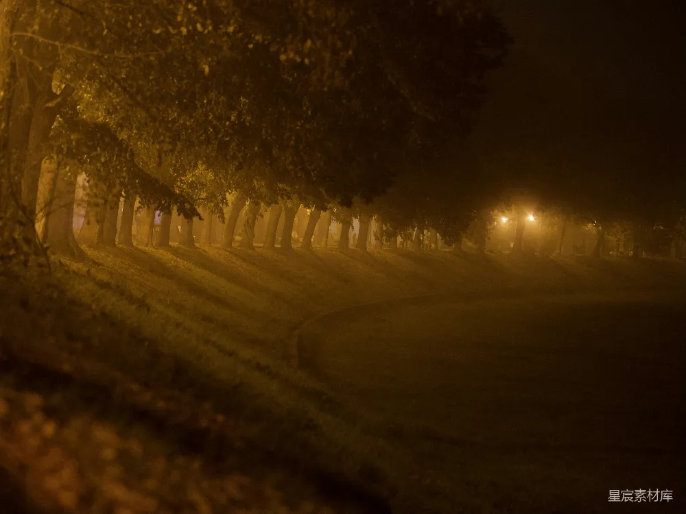 高清摄影  夜晚树林间的道路