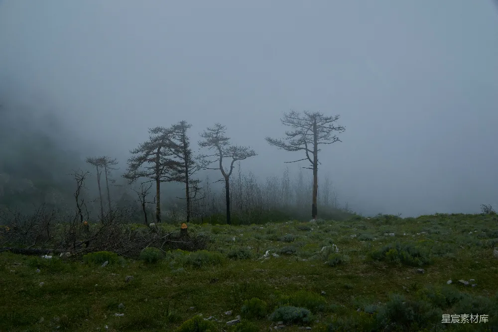 高清摄影  白天，绿草地上有光秃秃的树木，在白色的天空下。