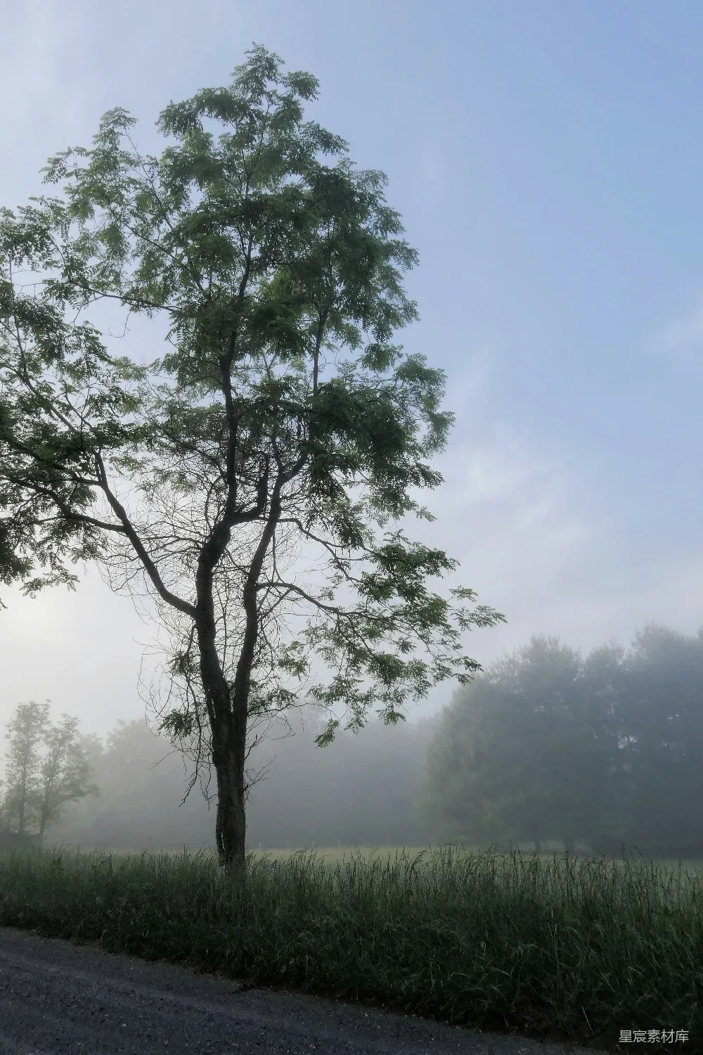 高清摄影 自然 在雾蒙蒙的早晨，一棵树矗立在那里。