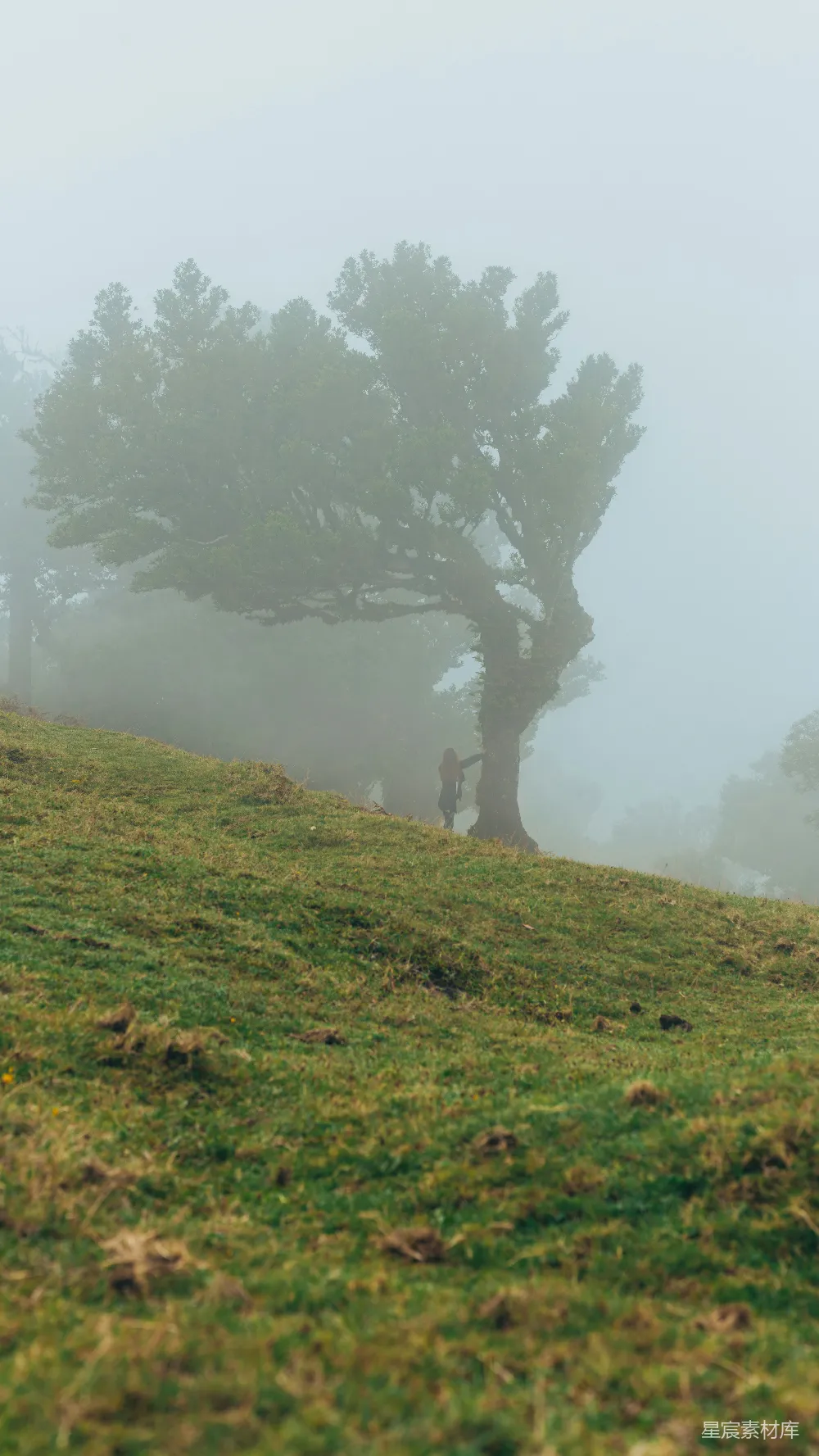 高清摄影 旅行 自然 在雾蒙蒙的山坡上，羊群在吃草，背景中有树木。