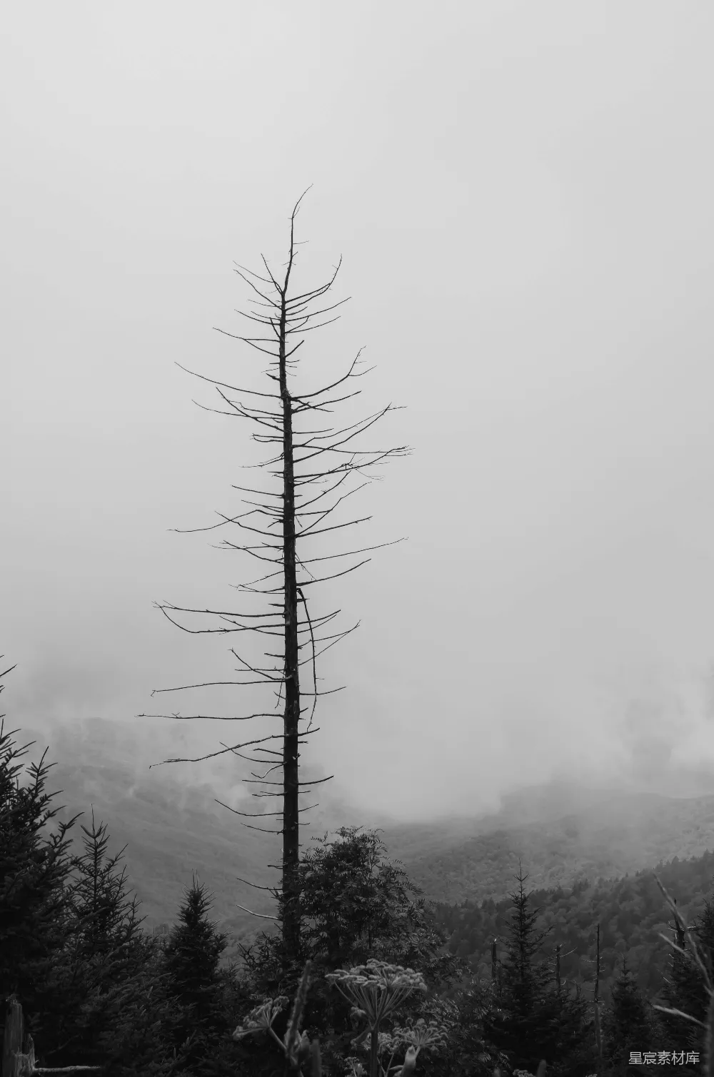 高清摄影  松树
