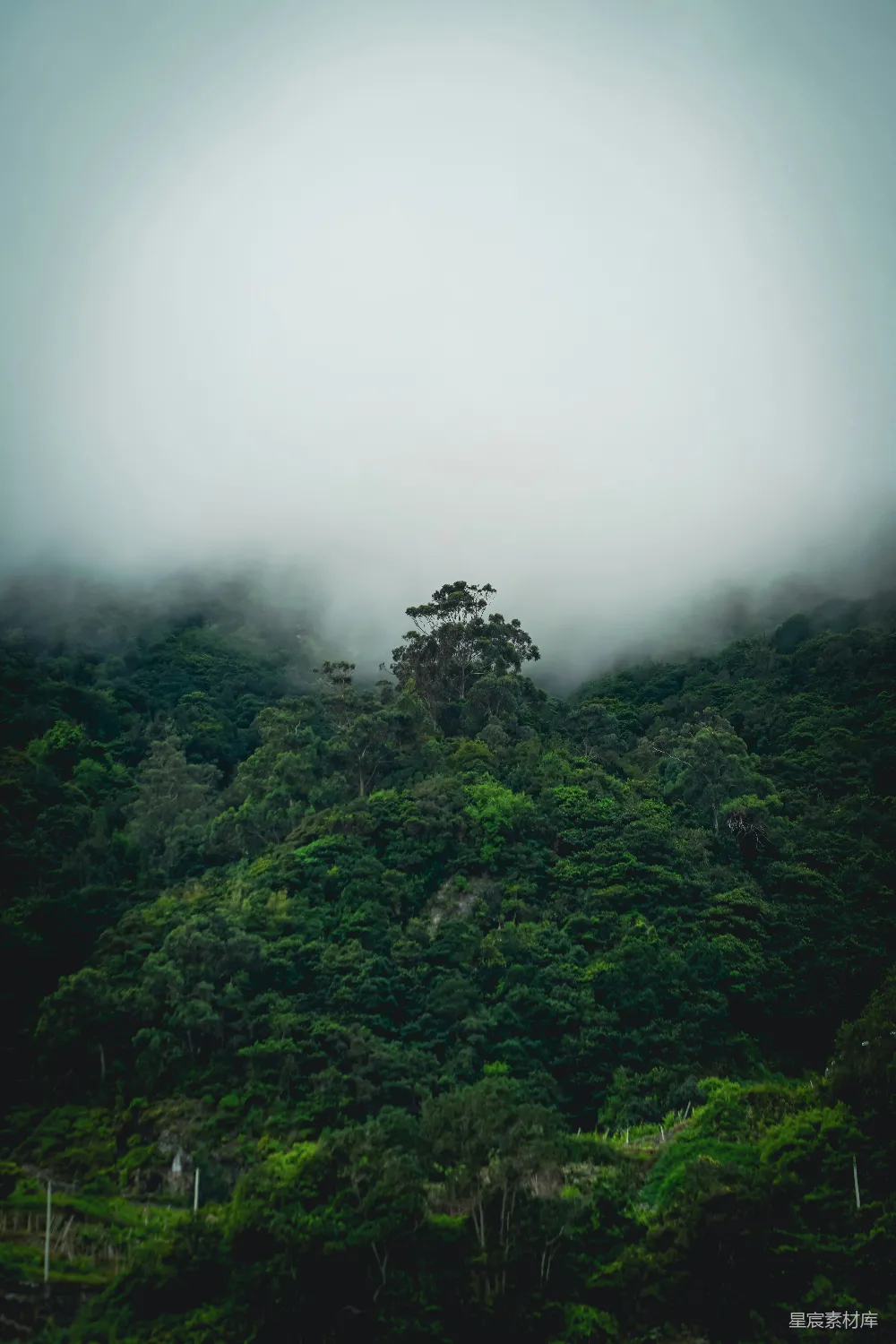 高清摄影  一座雾蒙蒙的山，前景中有一棵树。