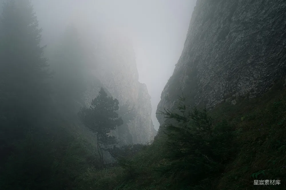 高清摄影  山间树木