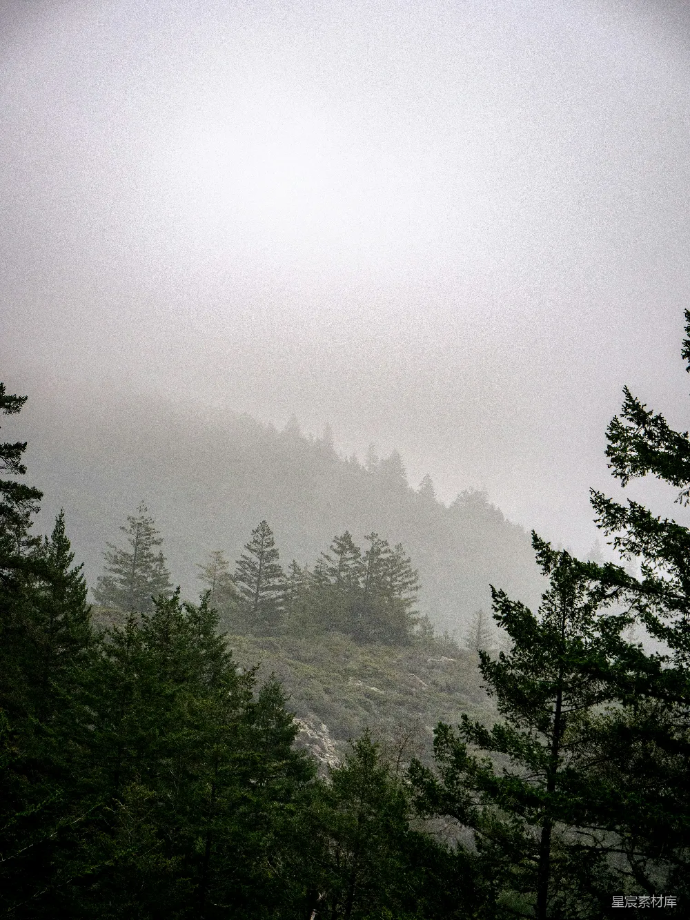 高清摄影  雾蒙蒙的山峰，前景是松树。