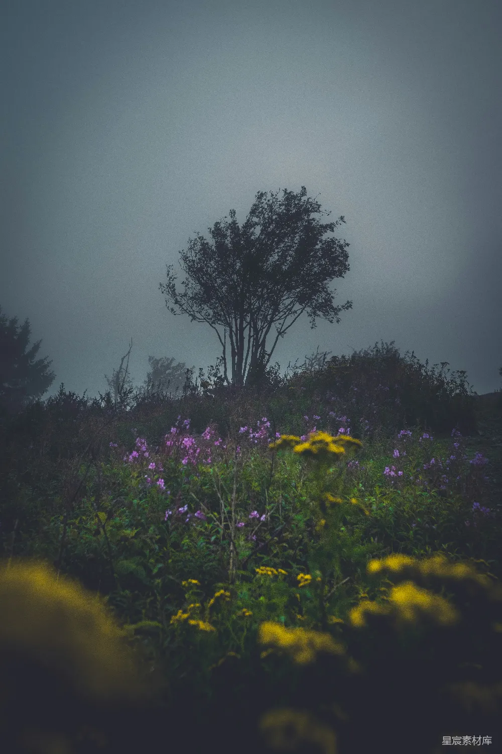 高清摄影  一片开满鲜花的田野，背景中有一棵树。