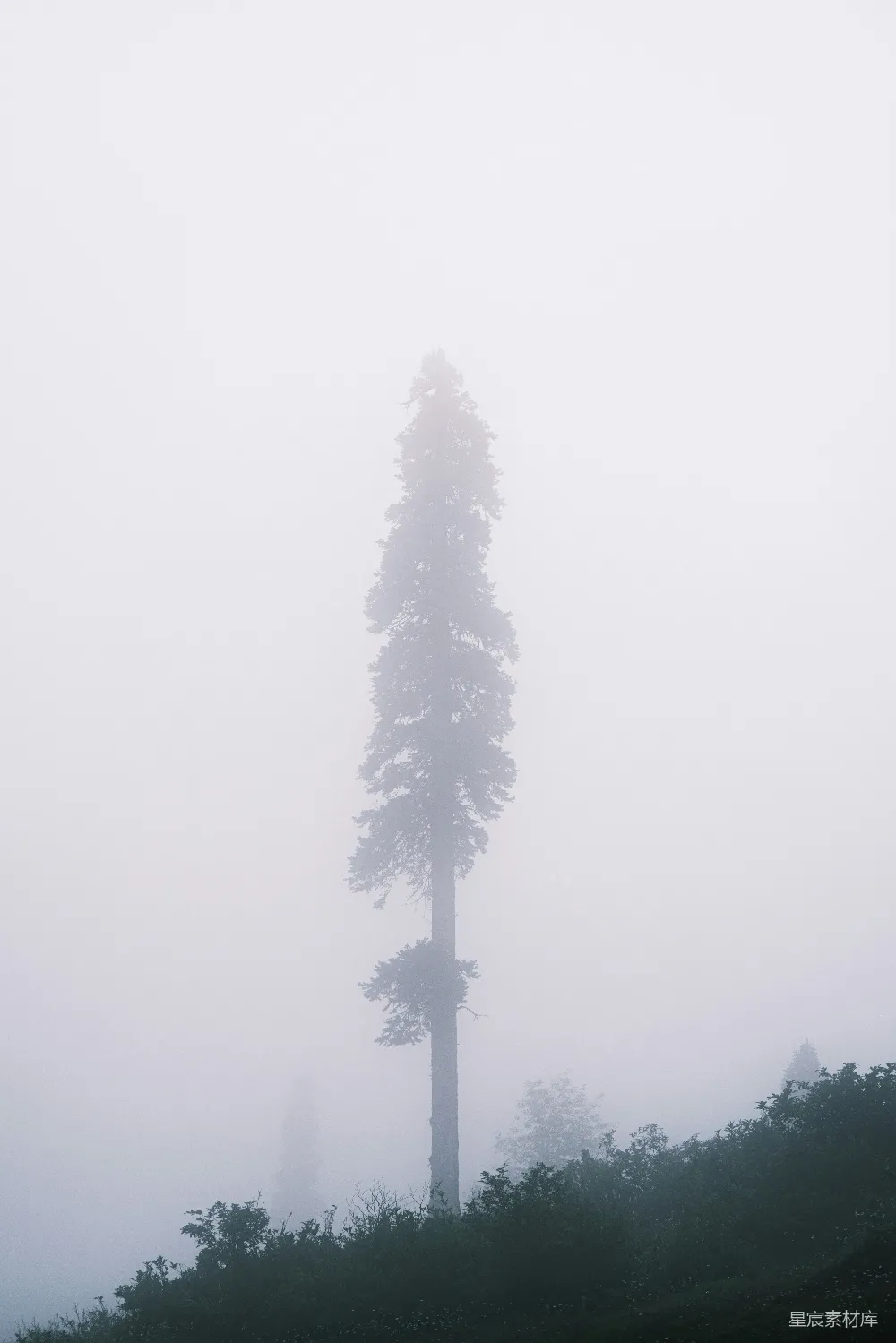 高清摄影  在雾中的一棵孤树，矗立在山上。