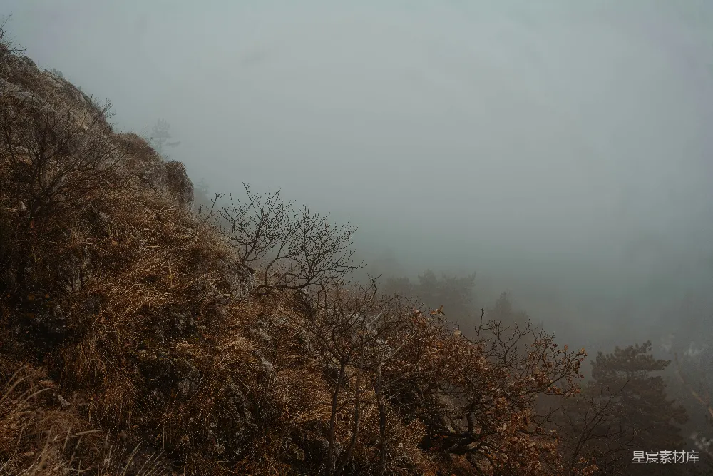 高清摄影  雾蒙蒙的山坡，前景中有树木和灌木丛。