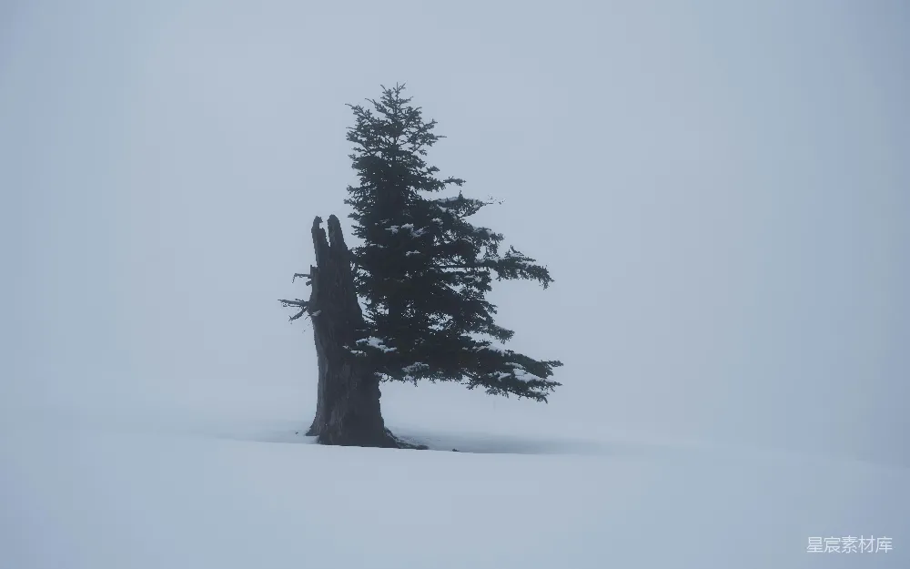高清摄影  雪地里的一棵孤独的松树