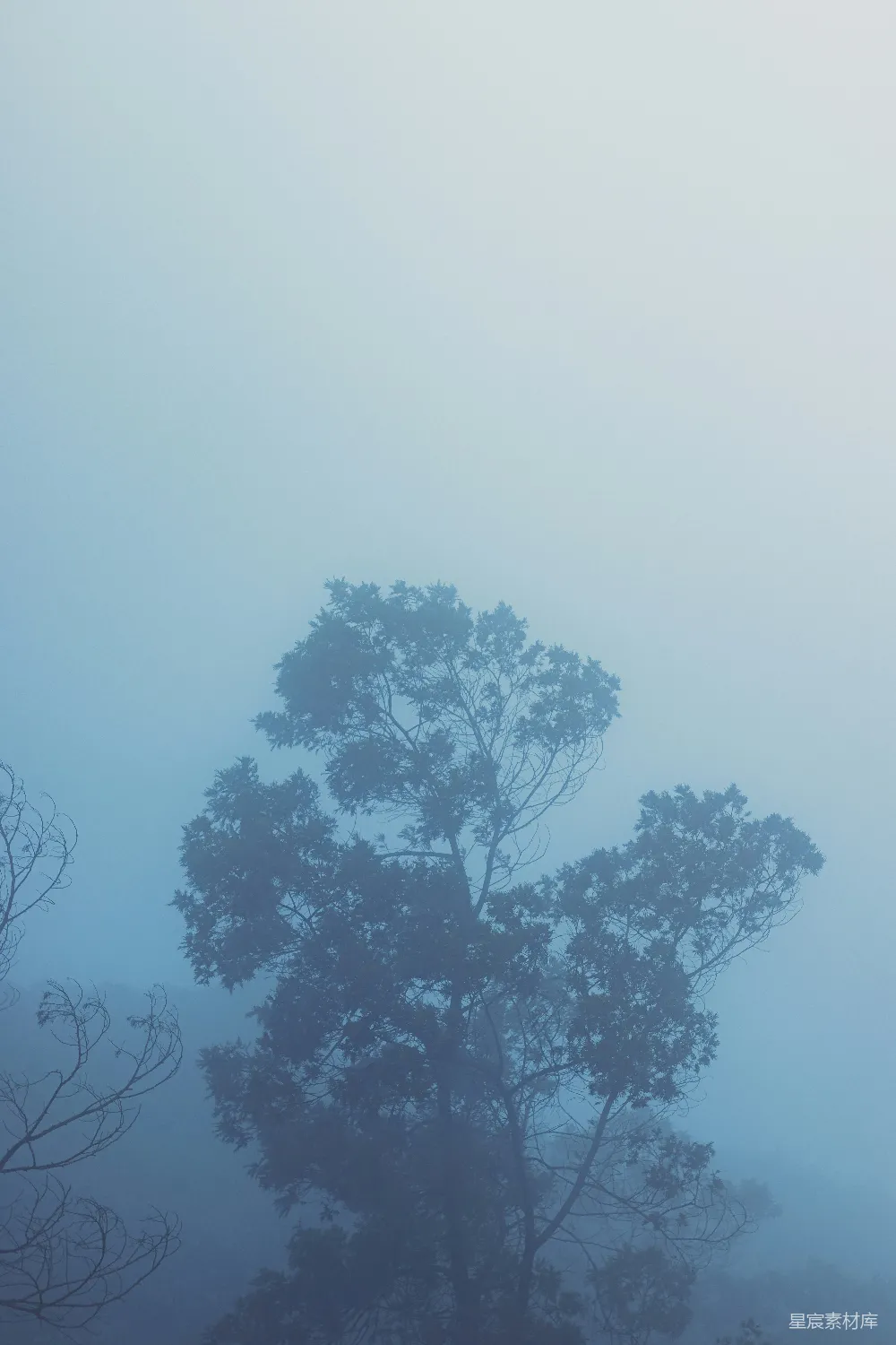 高清摄影 壁纸 雾蒙蒙的天气里，树影朦胧。