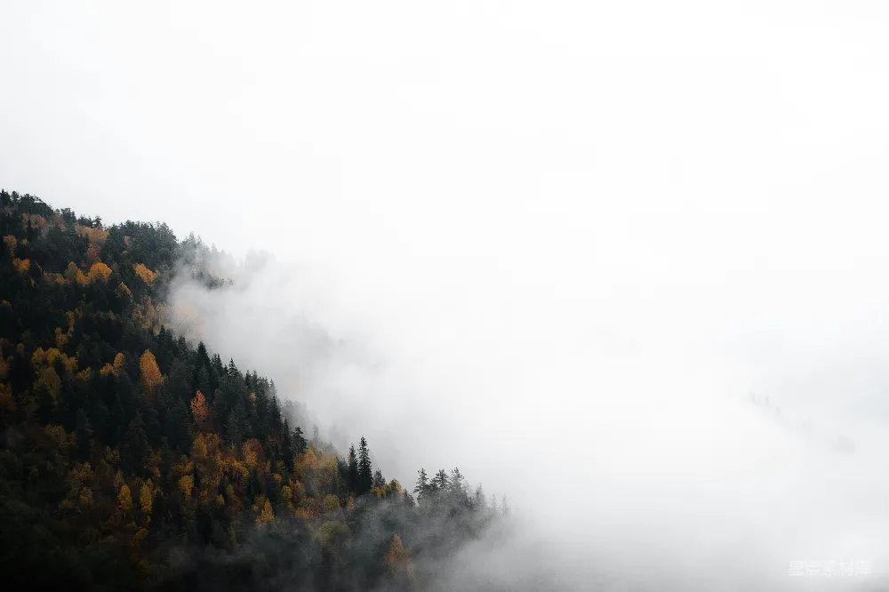 高清摄影 旅行 自然 壁纸 雾气笼罩着秋季的森林。