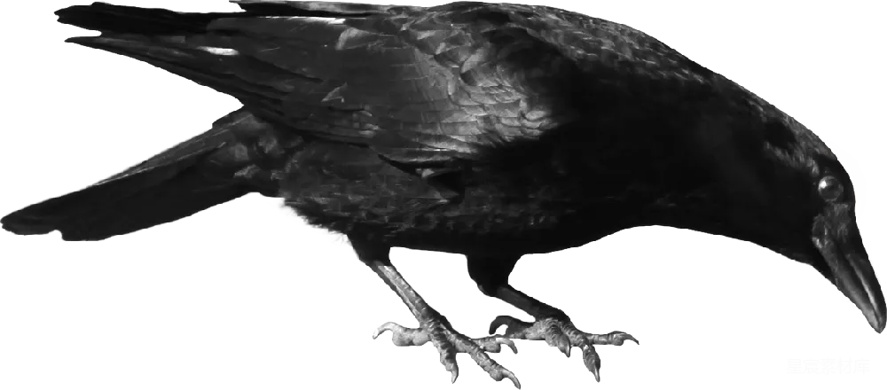 元素素材 crow
