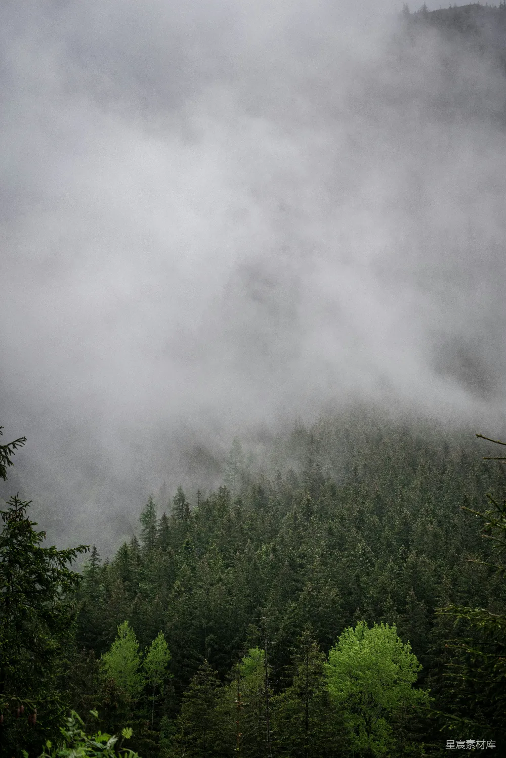 高清摄影 自然 壁纸 一座被雾气笼罩的山，前景中有树木。