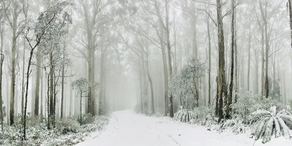 高清摄影  被雪覆盖的道路，两旁是冬日的树木。