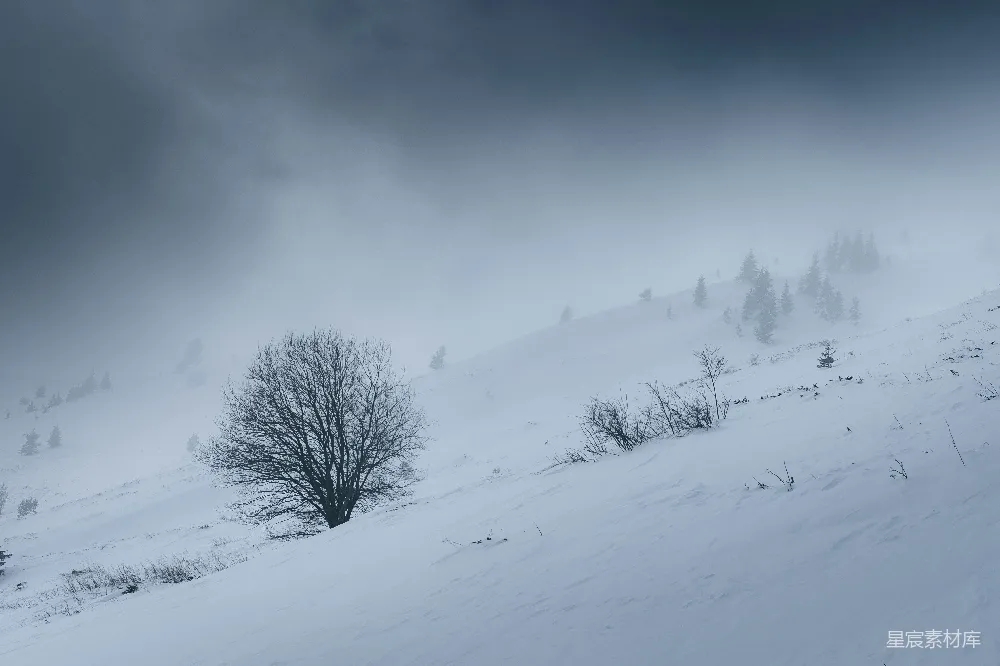 高清摄影 自然 一棵孤独的树矗立在雪山上。