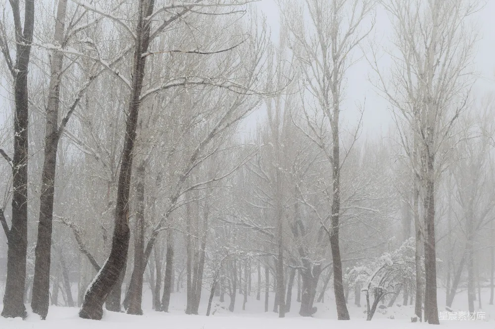 高清摄影  覆盖着雪的地面上的光秃秃的树