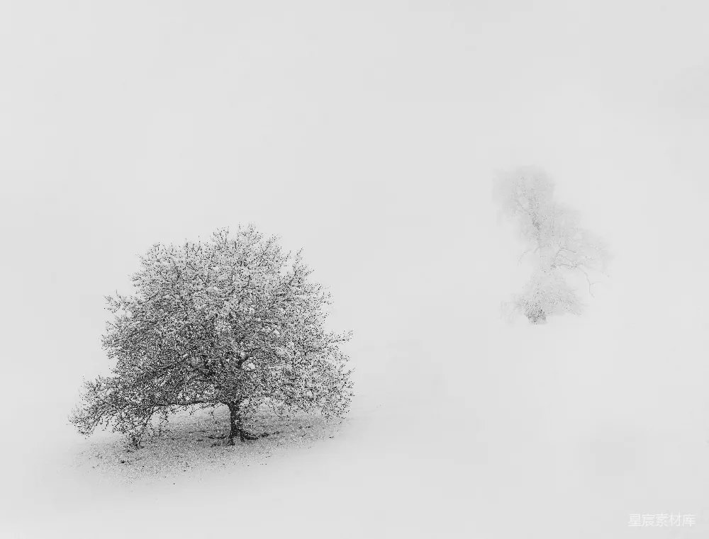 高清摄影  一片雪地中央一棵孤树