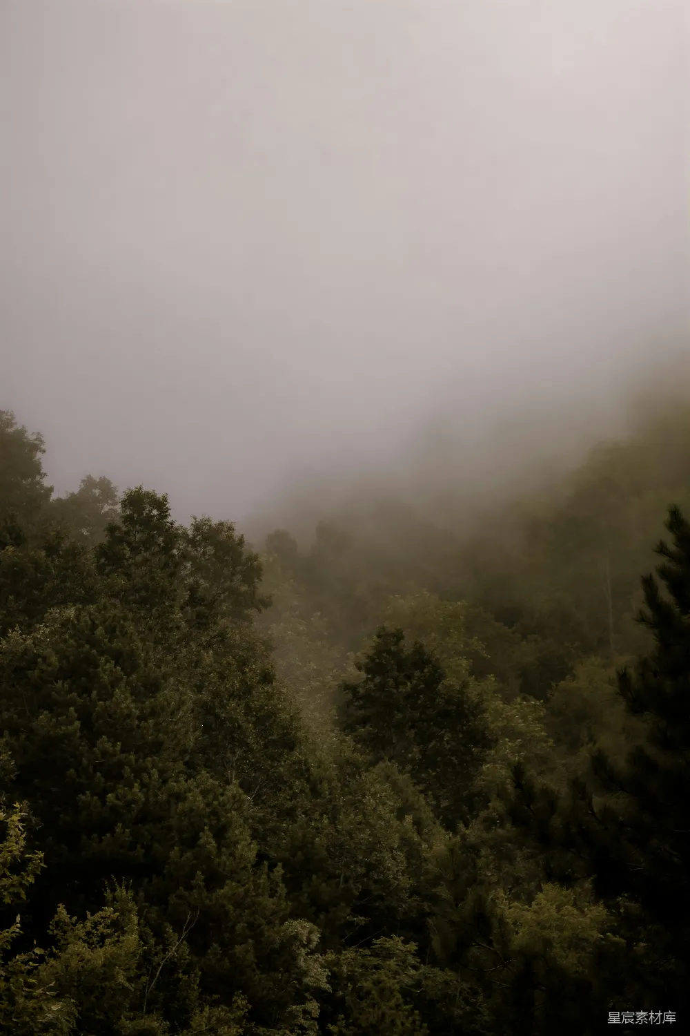 高清摄影  白天白云下的绿树