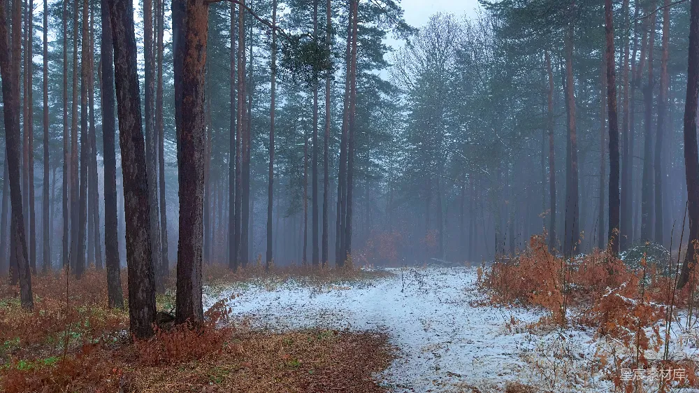 高清摄影  一条穿过森林的小路，地面上覆盖着积雪。
